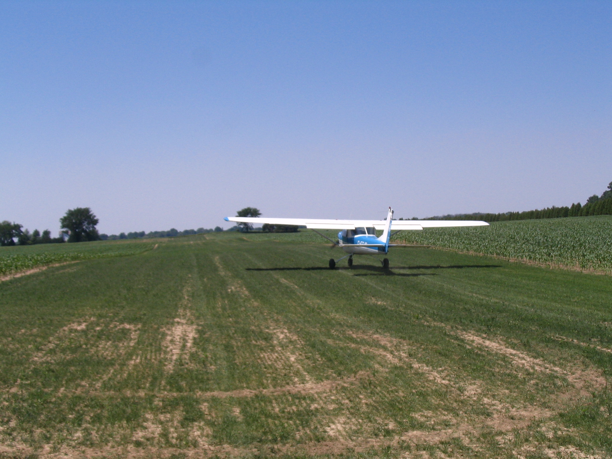 Grass starting to fill in